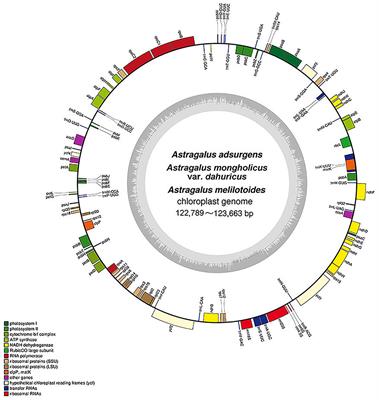 Characterization and Comparative Analysis of Complete Chloroplast Genomes of Three Species From the Genus Astragalus (Leguminosae)